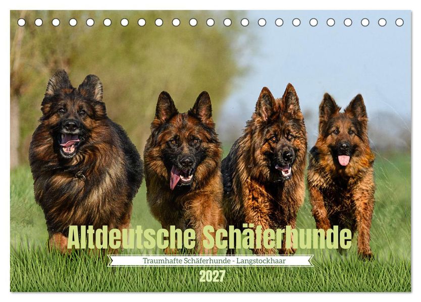 Altdeutsche Schäferhunde - Traumhafte Schäferhunde Langstockhaar (Tischkalender 2027 DIN A5 quer) CALVENDO Monatskalender