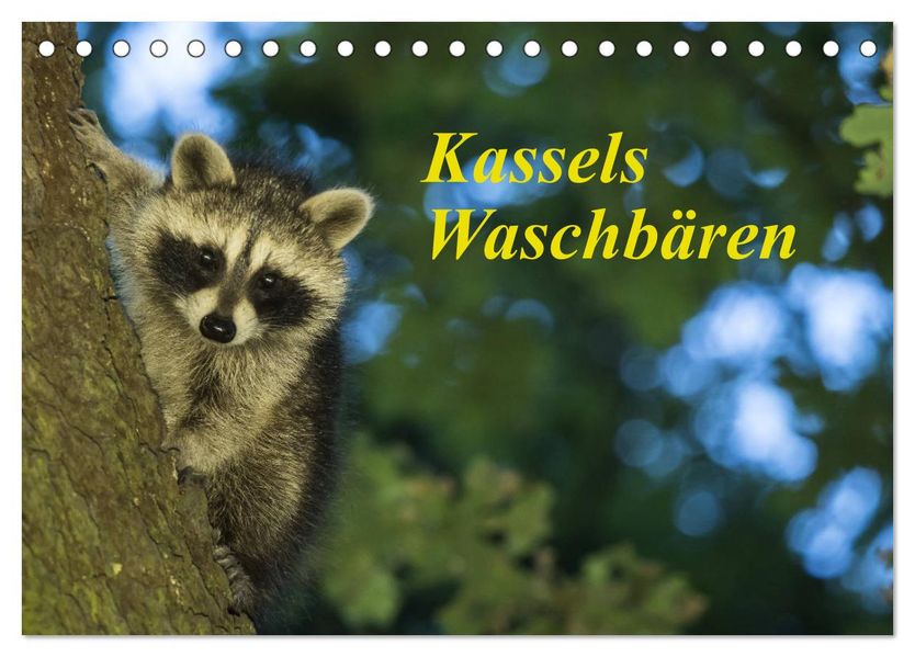 Kassels Waschbären (Tischkalender 2027 DIN A5 quer) CALVENDO Monatskalender