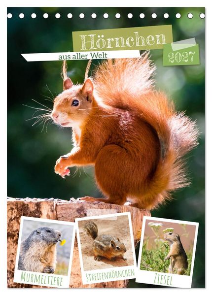 Hörnchen aus aller Welt (Tischkalender 2027 DIN A5 hoch) CALVENDO Monatskalender