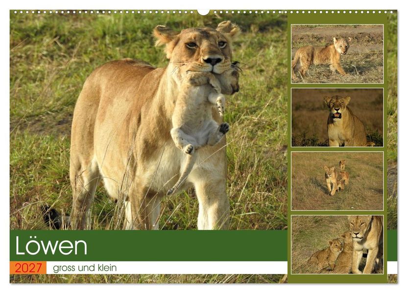Löwen - gross und klein (Wandkalender 2027 DIN A2 quer) CALVENDO Monatskalender