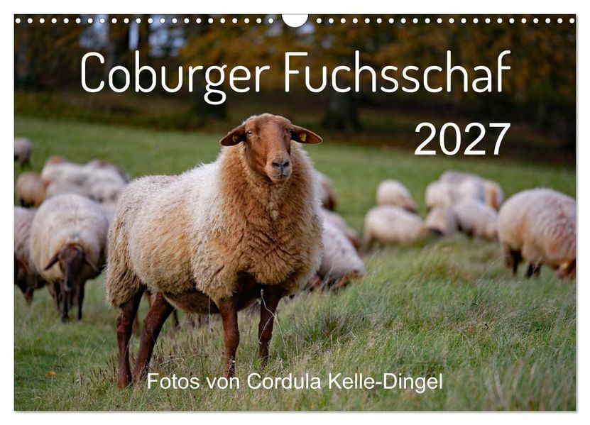 Coburger Fuchsschaf (Wandkalender 2027 DIN A3 quer) CALVENDO Monatskalender