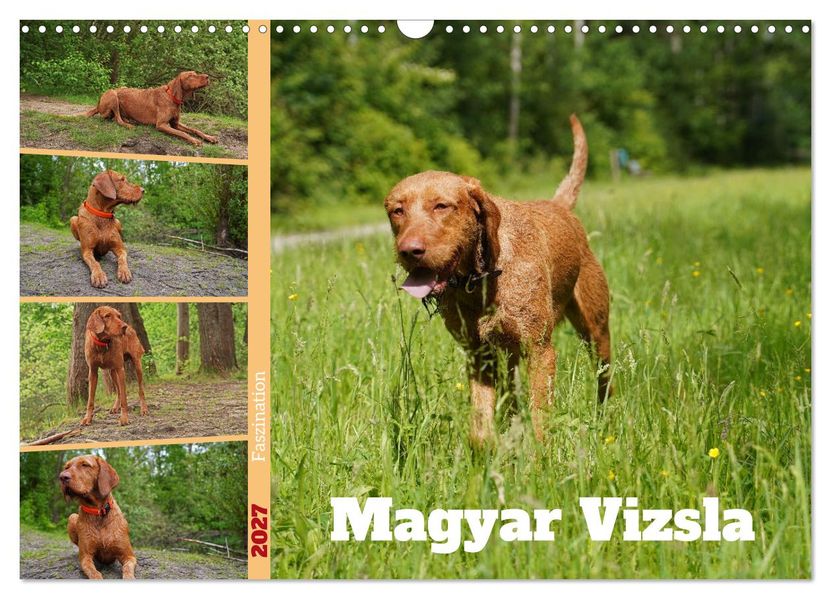 Faszination Magyar Vizsla (Wandkalender 2027 DIN A3 quer) CALVENDO Monatskalender