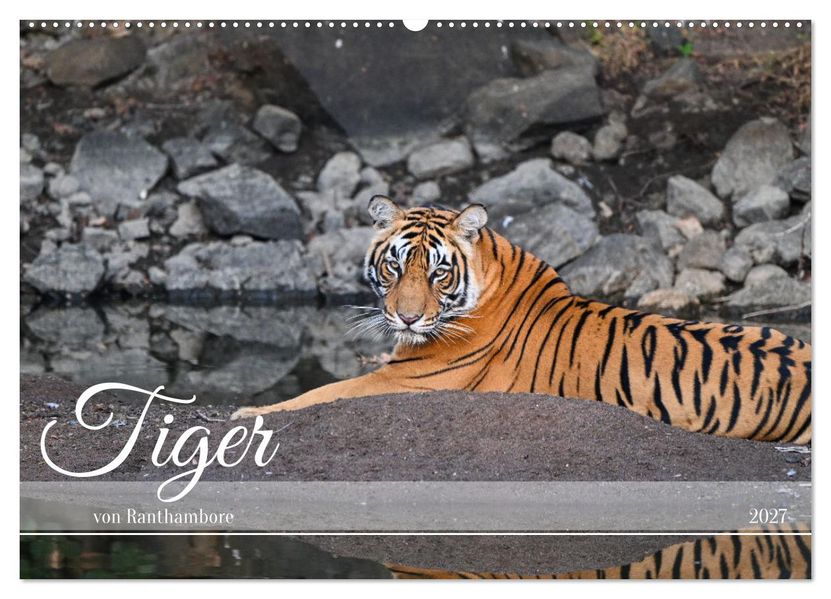 Tiger von Ranthambore (Wandkalender 2027 DIN A2 quer) CALVENDO Monatskalender