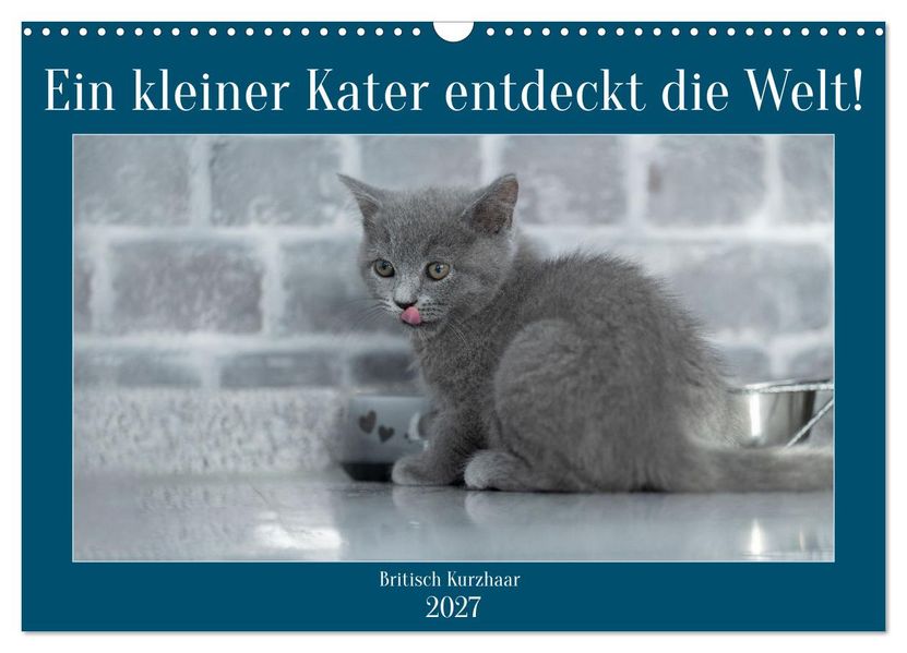 Ein kleiner Kater entdeckt die Welt! (Wandkalender 2027 DIN A3 quer) CALVENDO Monatskalender