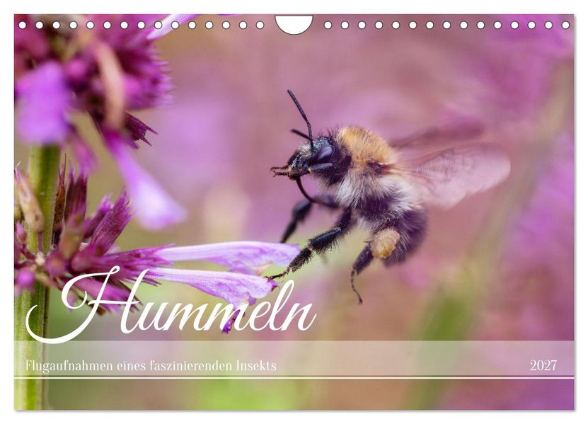 Hummeln - Flugaufnahmen eines faszinierenden Insekts (Wandkalender 2027 DIN A4 quer) CALVENDO Monatskalender