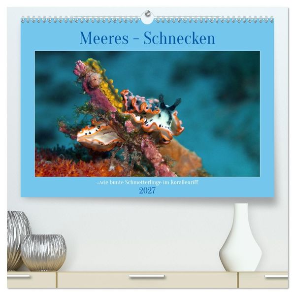 Meeres-Schnecken (hochwertiger Premium Wandkalender 2027 DIN A2 quer) Kunstdruck in Hochglanz