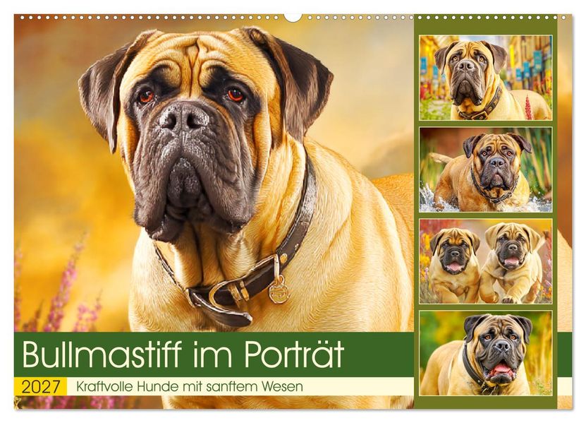 Bullmastiff im Porträt. Kraftvolle Hunde mit sanftem Wesen (Wandkalender 2027 DIN A2 quer) CALVENDO Monatskalender