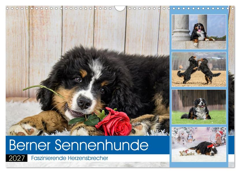 Berner Sennenhunde - Faszinierende Herzensbrecher (Wandkalender 2027 DIN A3 quer) CALVENDO Monatskalender