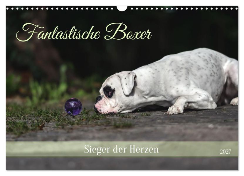 Fantastische Boxer - Sieger der Herzen (Wandkalender 2027 DIN A3 quer) CALVENDO Monatskalender
