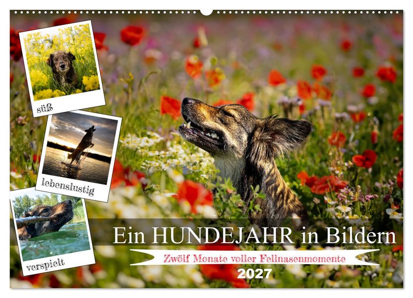 Ein Hundejahr in Bildern (Wandkalender 2027 DIN A2 quer) CALVENDO Monatskalender
