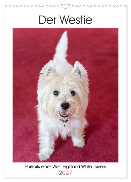 Der Westie - Portrait eines West Highland White Terriers (Wandkalender 2027 DIN A3 hoch) CALVENDO Monatskalender