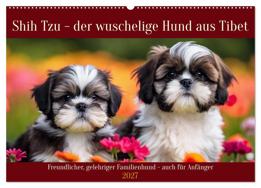 Shih Tzu - der wuschelige Hund aus Tibet (Wandkalender 2027 DIN A2 quer) CALVENDO Monatskalender