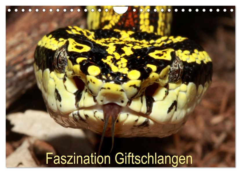 Faszination Giftschlangen (Wandkalender 2027 DIN A4 quer) CALVENDO Monatskalender