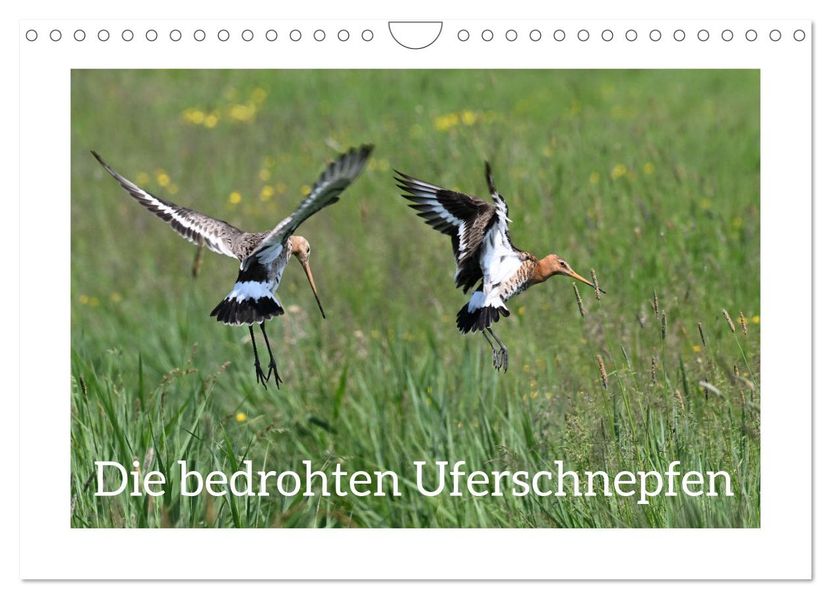 Die bedrohten Uferschnepfen (Wandkalender 2027 DIN A4 quer) CALVENDO Monatskalender
