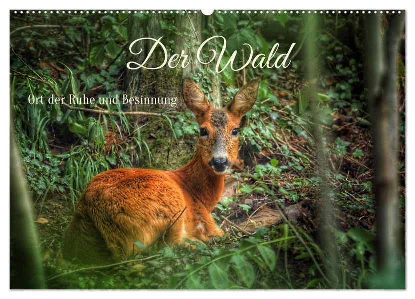 Der Wald - Ort der Ruhe und Besinnung (Wandkalender 2027 DIN A2 quer) CALVENDO Monatskalender