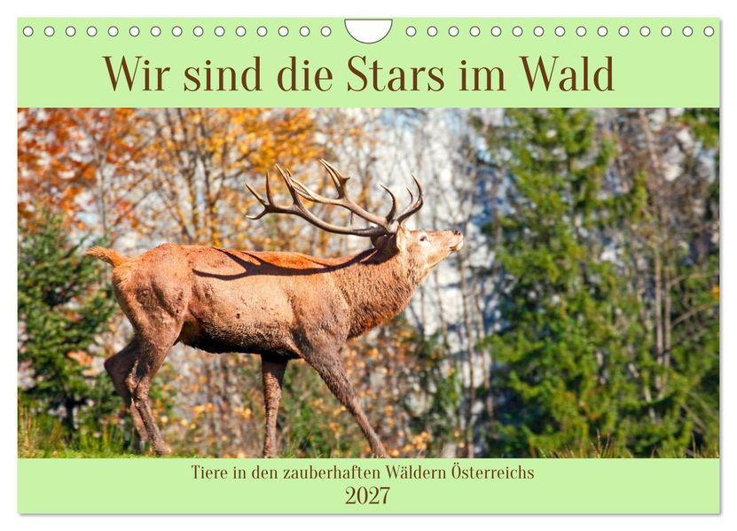 Wir sind die Stars im Wald (Wandkalender 2027 DIN A4 quer) CALVENDO Monatskalender