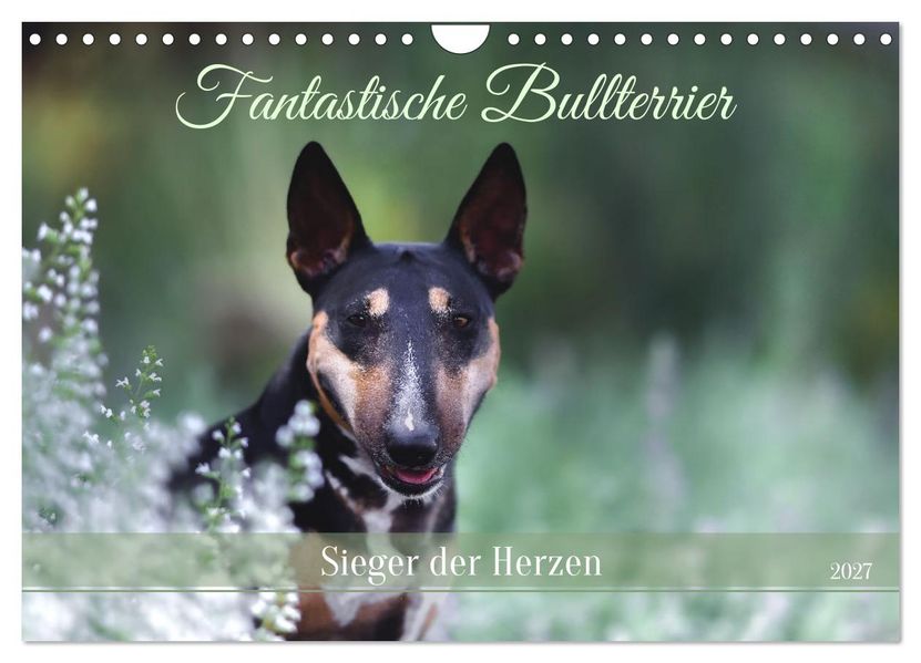 Fantastische Bullterrier - Sieger im Herzen (Wandkalender 2027 DIN A4 quer) CALVENDO Monatskalender