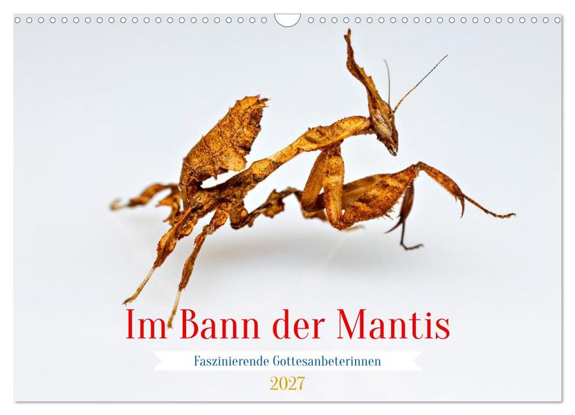 Im Bann der Mantis (Wandkalender 2027 DIN A3 quer) CALVENDO Monatskalender