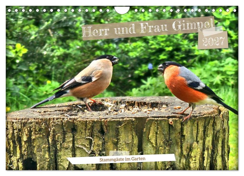 Herr und Frau Gimpel - Stammgäste im Garten (Wandkalender 2027 DIN A4 quer) CALVENDO Monatskalender