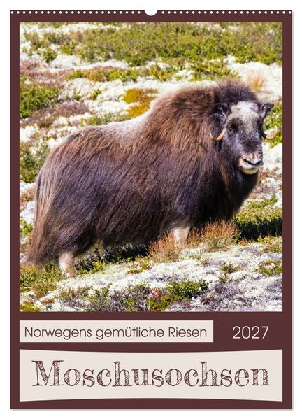 Moschusochsen - Norwegens gemütliche Riesen (Wandkalender 2027 DIN A2 hoch) CALVENDO Monatskalender