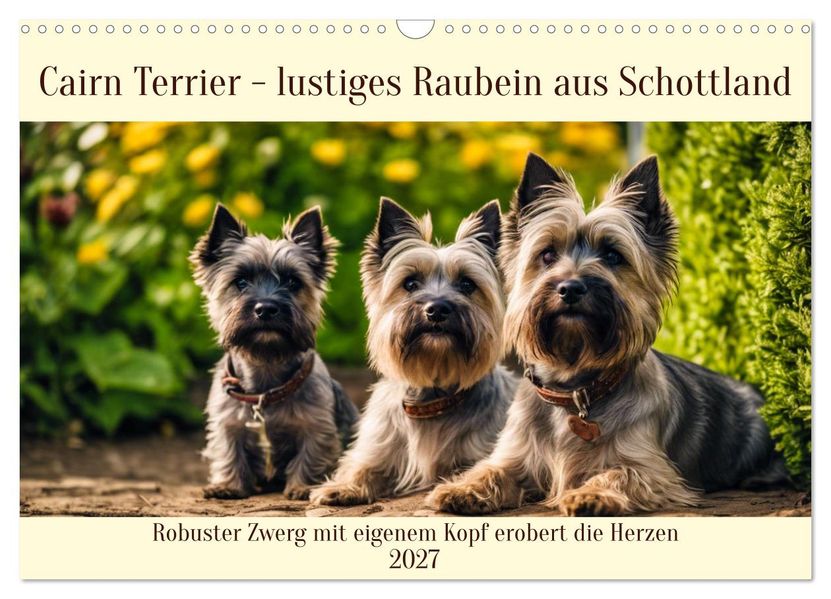 Cairn Terrier - lustiges Raubein aus Schottland (Wandkalender 2027 DIN A3 quer) CALVENDO Monatskalender