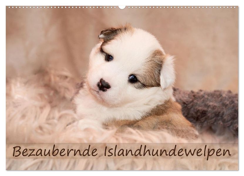 Bezaubernde Islandhundewelpen (Wandkalender 2027 DIN A2 quer) CALVENDO Monatskalender