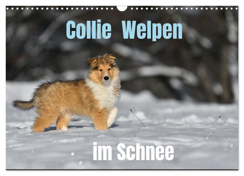 Collie Welpen im Schnee (Wandkalender 2027 DIN A3 quer) CALVENDO Monatskalender