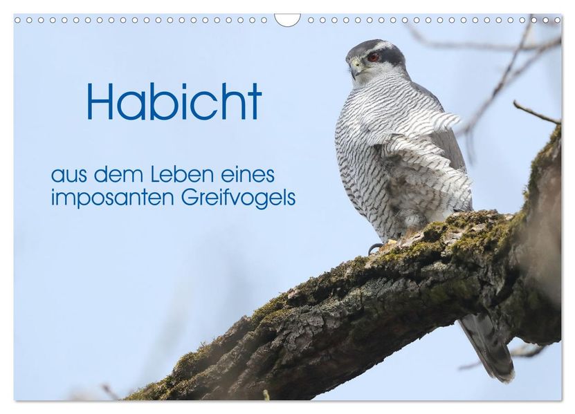 Habicht - aus dem Leben eines imposanten Greifvogels (Wandkalender 2027 DIN A3 quer) CALVENDO Monatskalender