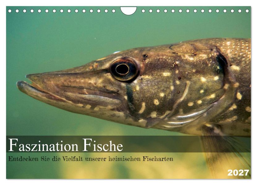 Faszination Fische (Wandkalender 2027 DIN A4 quer) CALVENDO Monatskalender