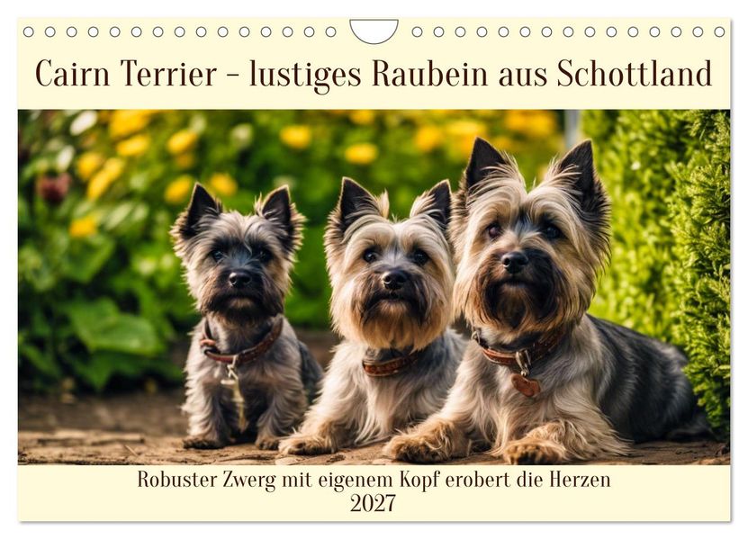 Cairn Terrier - lustiges Raubein aus Schottland (Wandkalender 2027 DIN A4 quer) CALVENDO Monatskalender