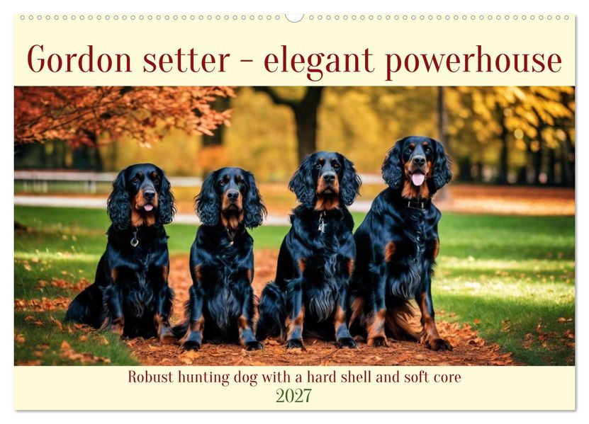 Gordon Setter - elegant powerhouse (Wall Calendar 2027 DIN A2 landscape) CALVENDO 12 Month Wall Calendar
