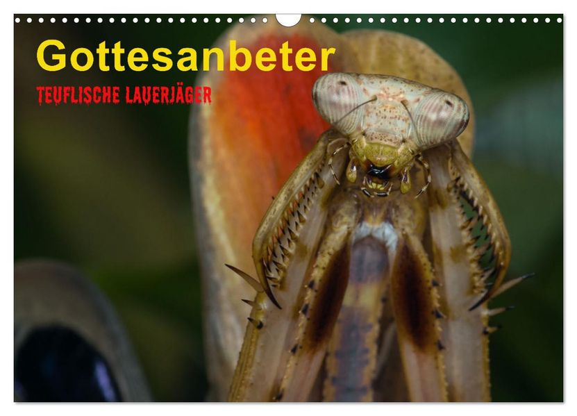 Gottesanbeter - Teuflische Lauerjäger (Wandkalender 2027 DIN A3 quer) CALVENDO Monatskalender