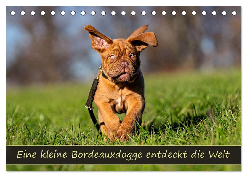 Eine kleine Bordeauxdogge entdeckt die Welt (Tischkalender 2027 DIN A5 quer) CALVENDO Monatskalender