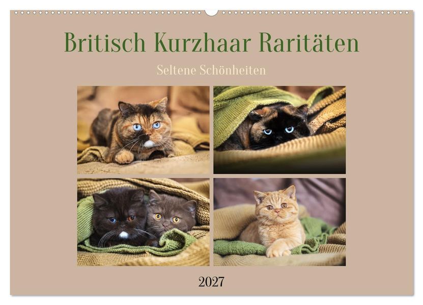 Britisch Kurzhaar Raritäten - seltene Schönheiten (Wandkalender 2027 DIN A2 quer) CALVENDO Monatskalender