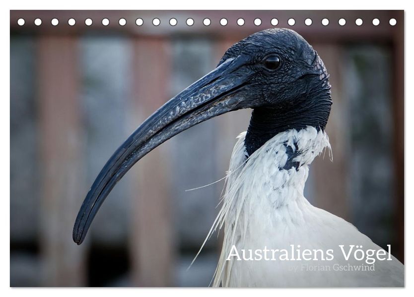 Australiens Vögel (Tischkalender 2027 DIN A5 quer) CALVENDO Monatskalender