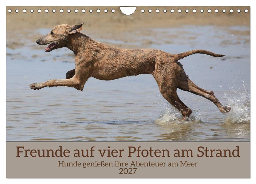 Freunde auf vier Pfoten am Strand (Wandkalender 2027 DIN A4 quer) CALVENDO Monatskalender