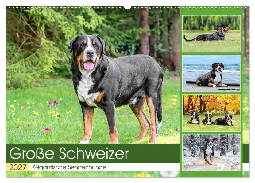 Große Schweizer - Gigantische Sennenhunde (Wandkalender 2027 DIN A2 quer) CALVENDO Monatskalender