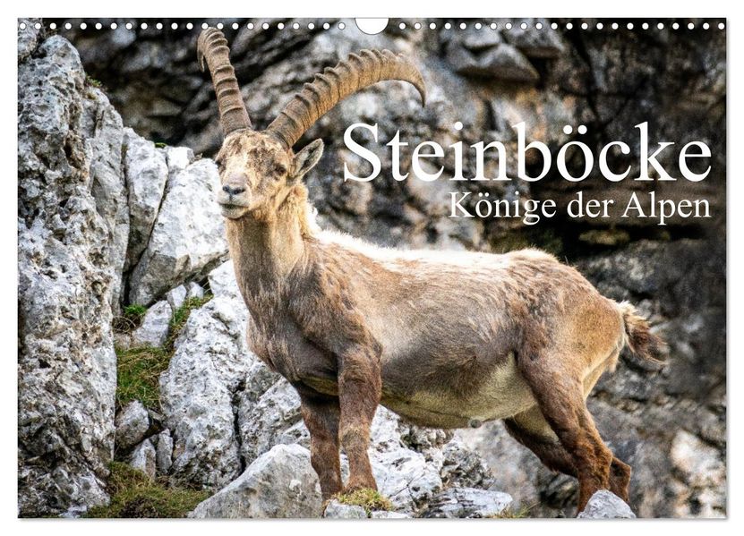 Steinböcke - Majestätische Tiere der Alpen (Wandkalender 2027 DIN A3 quer) CALVENDO Monatskalender