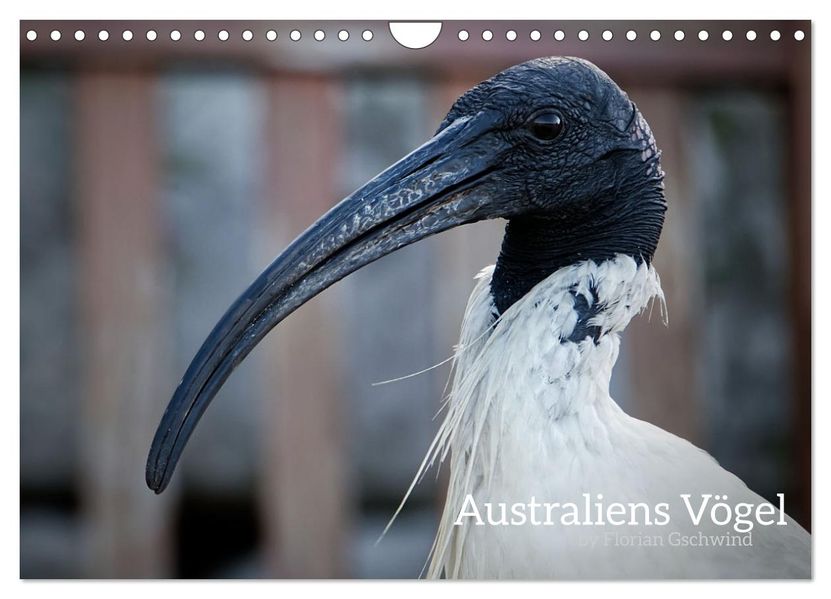 Australiens Vögel (Wandkalender 2027 DIN A4 quer) CALVENDO Monatskalender