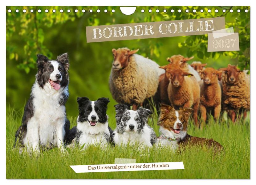 Border Collie - Das Universalgenie unter den Hunden (Wandkalender 2027 DIN A4 quer) CALVENDO Monatskalender