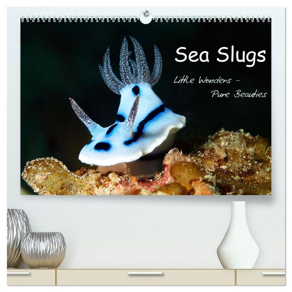 Sea Slugs - Little Wonders - Pure Beauties (High Quality Premium Wall Calendar 2027 DIN A2 landscape)CALVENDO 12 Month Wall Calendar