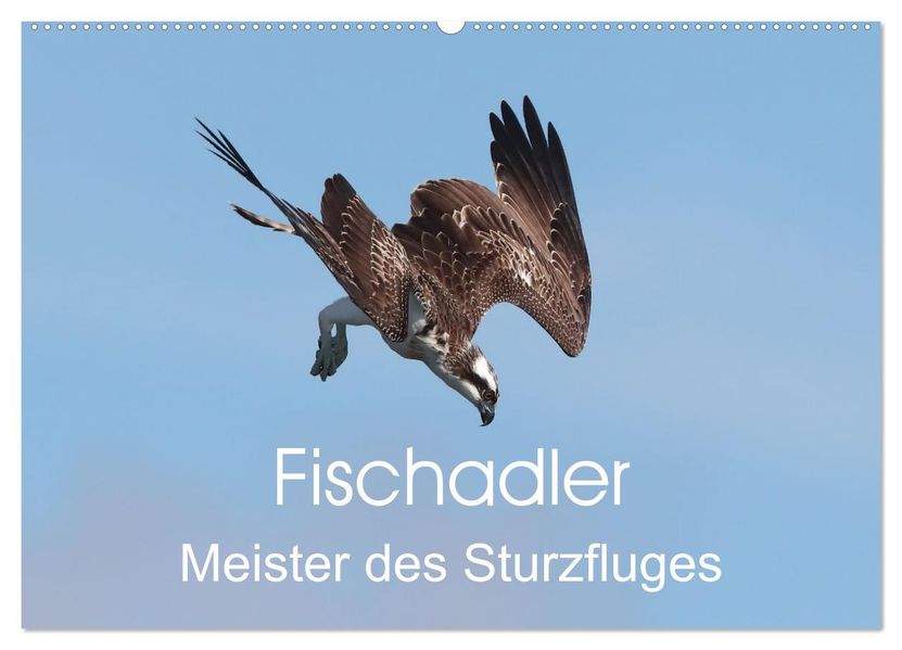 Fischadler - Meister des Sturzfluges (Wandkalender 2027 DIN A2 quer) CALVENDO Monatskalender