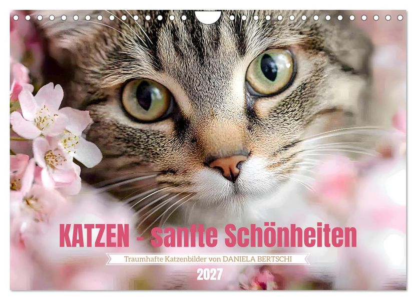 Katzen - sanfte Schönheiten (Wandkalender 2027 DIN A4 quer) CALVENDO Monatskalender