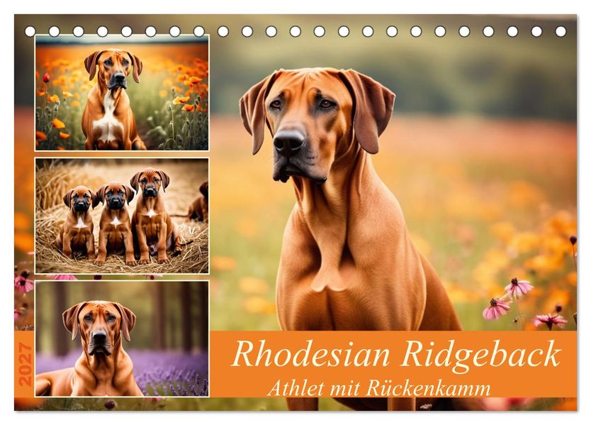 Rhodesian Ridgeback - Athlet mit Rückenkamm (Tischkalender 2027 DIN A5 quer) CALVENDO Monatskalender