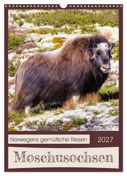 Moschusochsen - Norwegens gemütliche Riesen (Wandkalender 2027 DIN A3 hoch) CALVENDO Monatskalender