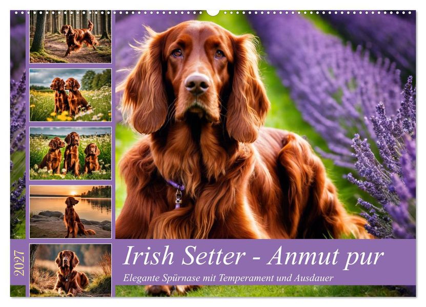 Irish Setter - Anmut pur (Wandkalender 2027 DIN A2 quer) CALVENDO Monatskalender