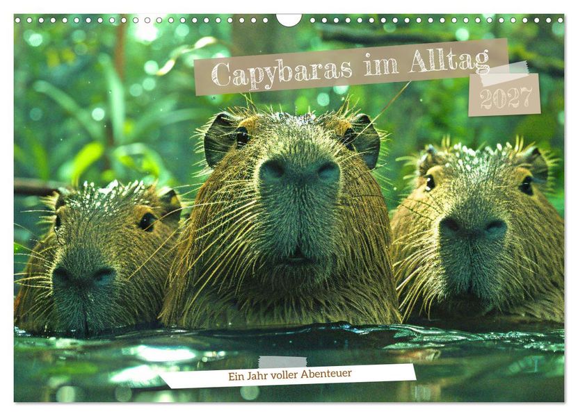 Capybaras im Alltag - Ein Jahr voller Abenteuer (Wandkalender 2027 DIN A3 quer) CALVENDO Monatskalender