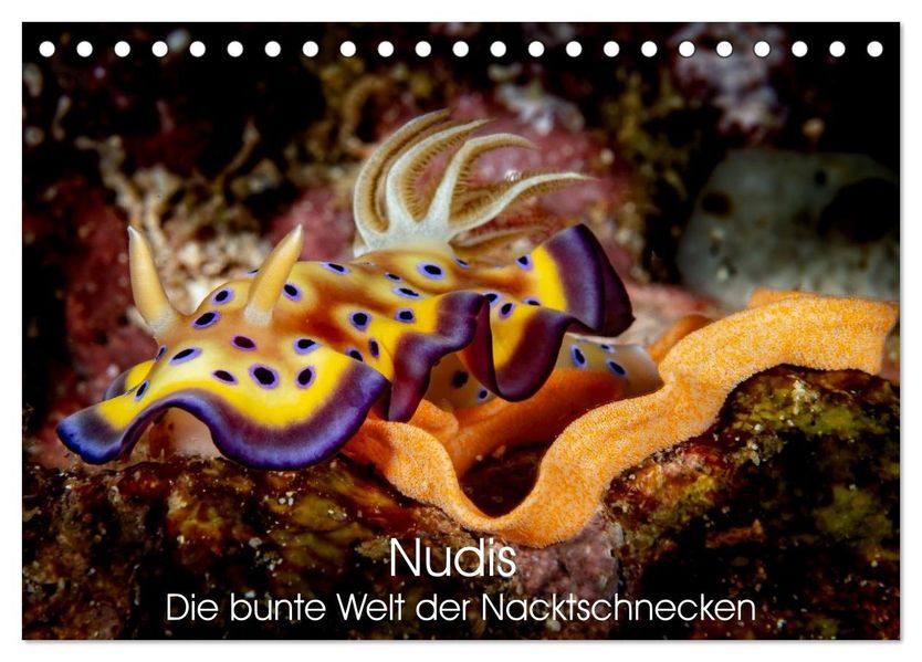 Nudis - Die bunte Welt der Nacktschnecken (Tischkalender 2027 DIN A5 quer) CALVENDO Monatskalender