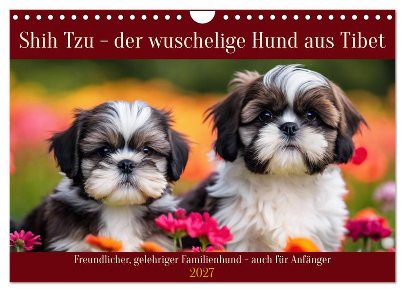 Shih Tzu - der wuschelige Hund aus Tibet (Wandkalender 2027 DIN A4 quer) CALVENDO Monatskalender