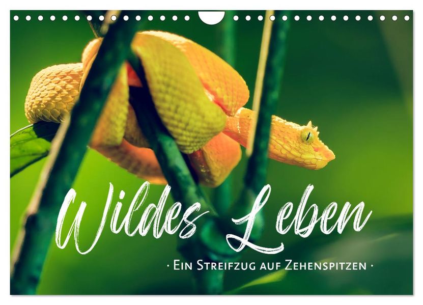 Wildes Leben - Ein Streifzug auf Zehenspitzen (Wandkalender 2027 DIN A4 quer) CALVENDO Monatskalender
